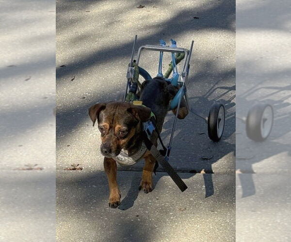 Medium Photo #3 Mutt Puppy For Sale in oakland, FL, USA