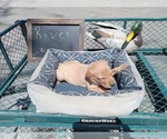 Small Photo #3 Labrador Retriever Puppy For Sale in RANDALL, MN, USA
