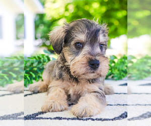 Schnauzer (Miniature) Puppy for sale in SYRACUSE, IN, USA