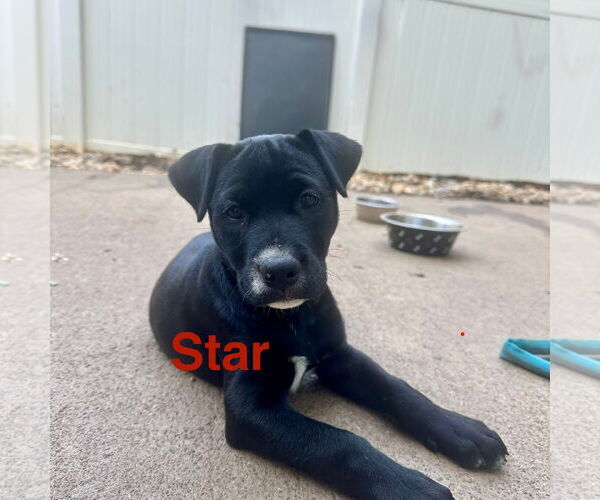 Medium Photo #2 American Pit Bull Terrier-Border Collie Mix Puppy For Sale in Ball Ground, GA, USA