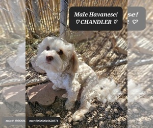 Father of the Havanese puppies born on 05/29/2025