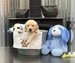 Puppy Mr Blue Golden Retriever