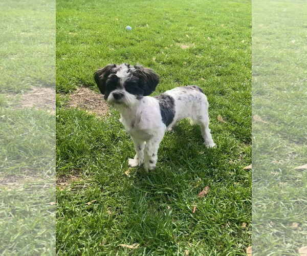 Medium Photo #2 Shih Tzu Puppy For Sale in St. Louis Park, MN, USA