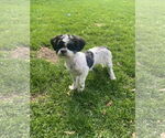Small #1 Shih Tzu