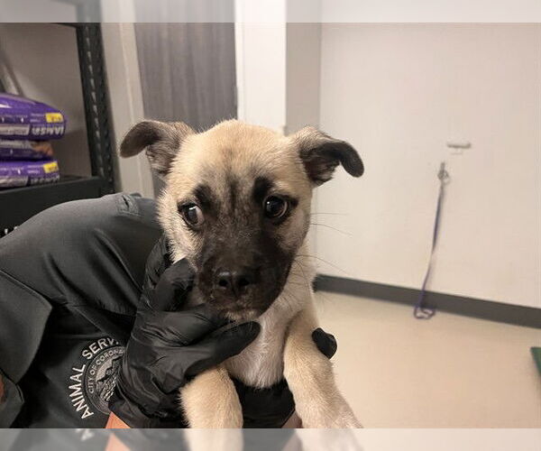 Medium Photo #1 Chug Puppy For Sale in Corona, CA, USA