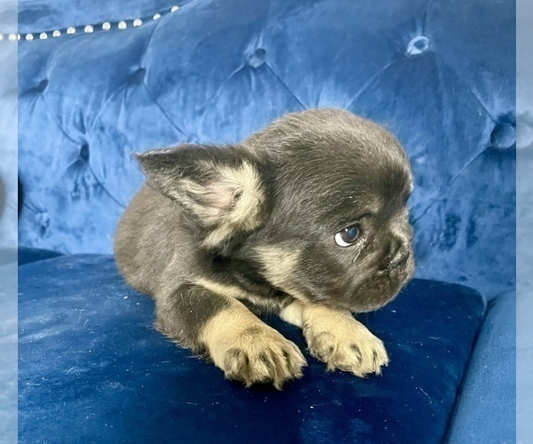 Medium Photo #12 French Bulldog Puppy For Sale in DETROIT, MI, USA