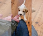Small Photo #4 Beagle Puppy For Sale in NEW ORLEANS, LA, USA