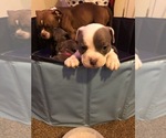 Small Photo #16 American Bully Puppy For Sale in PEMBERTON, NJ, USA