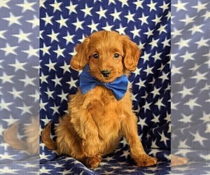 Poodle (Miniature) Puppy for sale in NOTTINGHAM, PA, USA