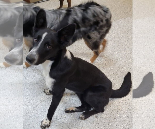 Medium Photo #12 Border Collie-Unknown Mix Puppy For Sale in Highland, IL, USA