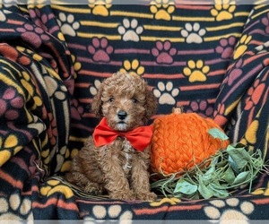 Poodle (Toy) Puppy for sale in NEW HOLLAND, PA, USA