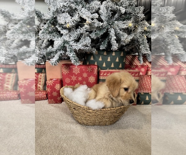 Medium Photo #25 Golden Retriever Puppy For Sale in DAVENPORT, FL, USA