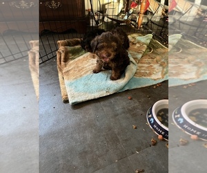 YorkiePoo Puppy for sale in FULTON, NY, USA