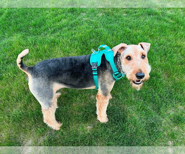 Medium Photo #1 Airedale Terrier Puppy For Sale in St. Louis Park, MN, USA