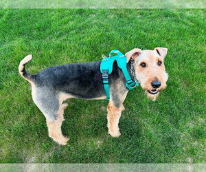 Airedale Terrier Dogs for adoption in St. Louis Park, MN, USA
