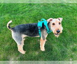 Small Airedale Terrier