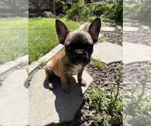French Bulldog Puppy for sale in CANYON COUNTRY, CA, USA