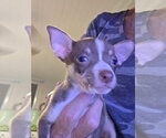 Small #1 Chihuahua