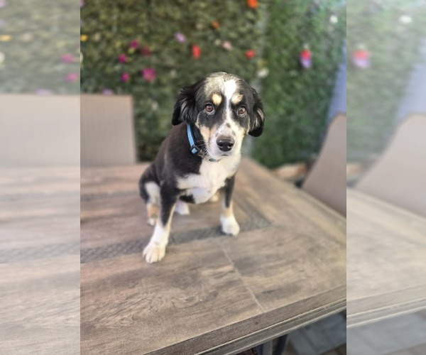 Medium Photo #5 Australian Shepherd Puppy For Sale in Sandy, UT, USA