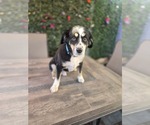 Small #4 Australian Shepherd