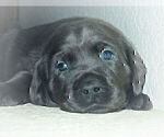 Small Photo #36 Labrador Retriever Puppy For Sale in FOUNTAIN, CO, USA