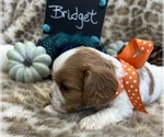 Small #4 Cavalier King Charles Spaniel