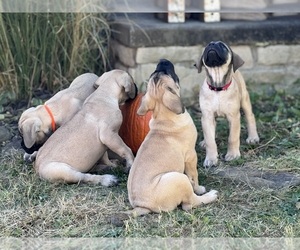 Mastiff Litter for sale in SPRINGFIELD, MO, USA