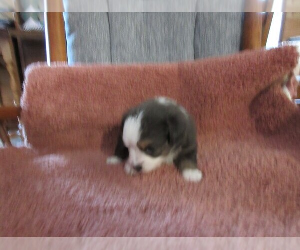 Medium Photo #2 Australian Shepherd Puppy For Sale in AUBURN, IN, USA