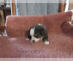 Small #1 Australian Shepherd