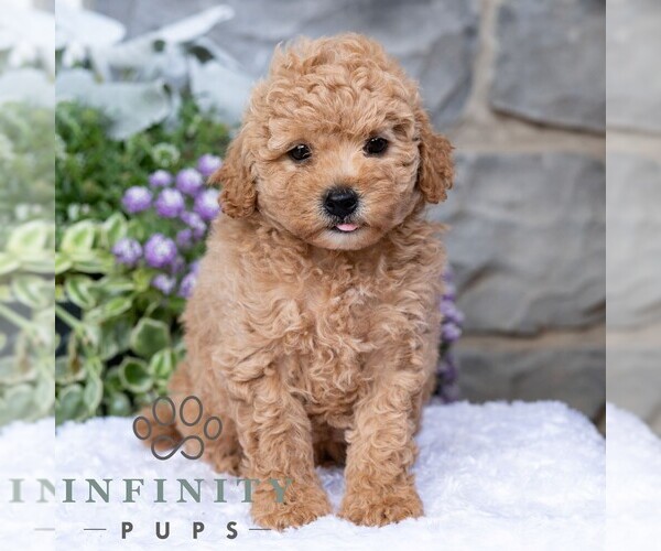 Medium Photo #3 Havapoo Puppy For Sale in LEWISBURG, PA, USA