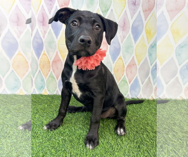 Medium Photo #3 American Pit Bull Terrier-Unknown Mix Puppy For Sale in Corona, CA, USA
