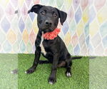 Small #2 American Pit Bull Terrier Mix