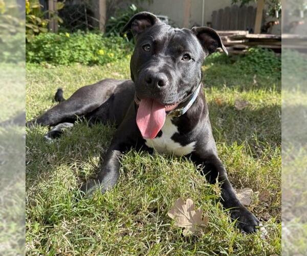 Medium Photo #1 Mutt Puppy For Sale in Alameda, CA, USA