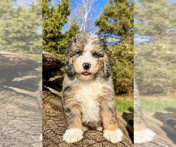 Medium Photo #10 Bernedoodle Puppy For Sale in CENTURIA, WI, USA