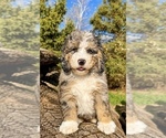 Small #9 Bernedoodle