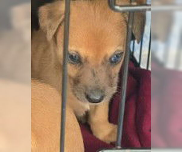 Medium Photo #2 Aussiedox Puppy For Sale in Frankenmuth, MI, USA