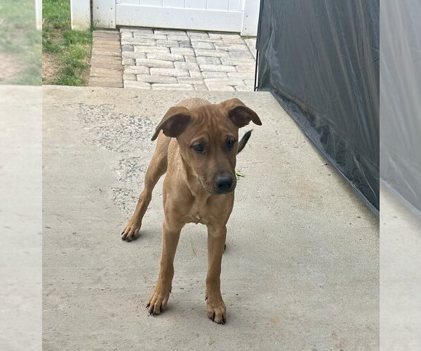 Medium Photo #11 Redbone Coonhound-Unknown Mix Puppy For Sale in Mooresville, NC, USA