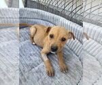 Small #11 Jack Russell Terrier-Parson Russell Terrier Mix