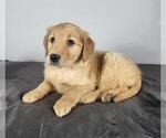 Small #4 Golden Retriever