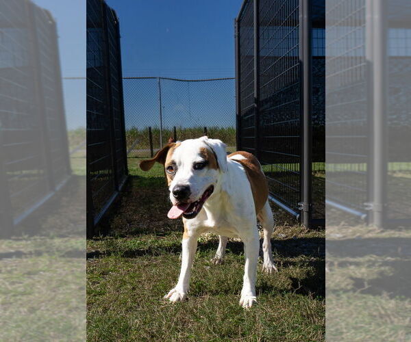 Medium Photo #3 Mutt Puppy For Sale in Abbeville, LA, USA