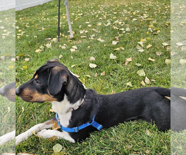 Medium Photo #6 Mutt Puppy For Sale in Fargo, ND, USA