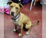 Small #10 American Pit Bull Terrier-Labrador Retriever Mix
