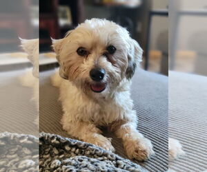 Poovanese Dogs for adoption in St. Louis Park, MN, USA