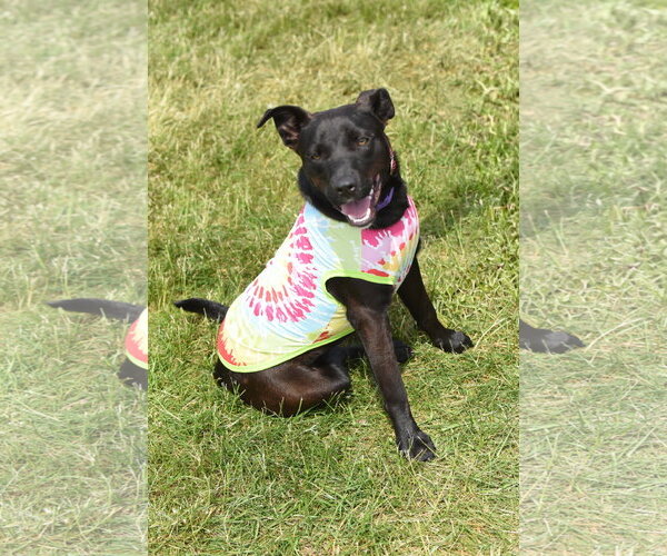 Medium Photo #2 Mutt Puppy For Sale in Rockaway, NJ, USA