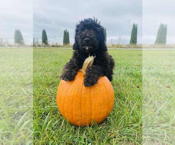 Medium Photo #1 Aussiedoodle Miniature  Puppy For Sale in FOUNTAIN CITY, IN, USA