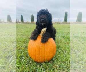 Aussiedoodle Miniature Puppy for sale in FOUNTAIN CITY, IN, USA