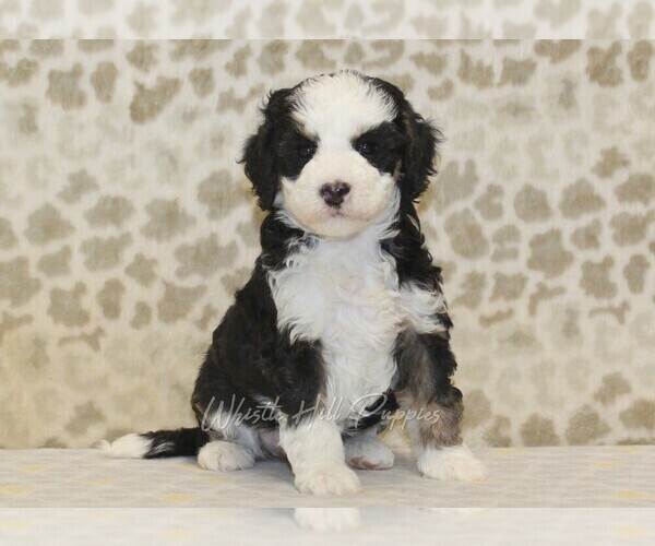 Medium Photo #1 Miniature Bernedoodle Puppy For Sale in DENVER, PA, USA