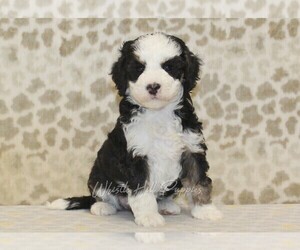 Miniature Bernedoodle Puppy for sale in DENVER, PA, USA