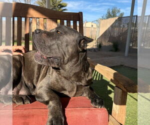 Mutt Dogs for adoption in Goodyear, AZ, USA