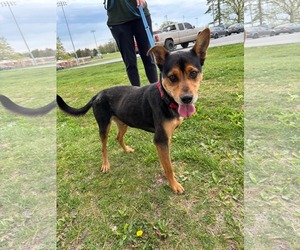 Chihuahua-Labrador Retriever Mix Dogs for adoption in Rustburg, VA, USA